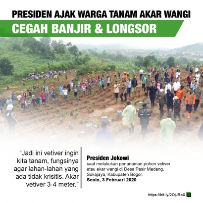 "Akar Wangi", Tanaman yang Ditanam Jokowi untuk Cegah Longsor dan Banjir