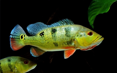 10 Ikan Hias Termahal di Indonesia! Ada yang Sampai 1 Miliar!