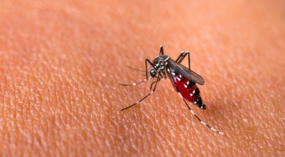 Urgensi Penanganan Demam Berdarah Dengue (DBD) di Indonesia