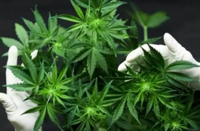 Menakar Untung Rugi Penggunaan Cannabis Sativa