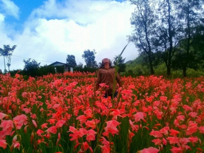 Mekarnya Bunga Gladiol di Timor Tengah Selatan
