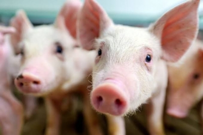 5 Artikel yang Enggak Boleh Kamu Lewatkan, dari Soal Vlog untuk Melamar Kerja hingga Save Babi