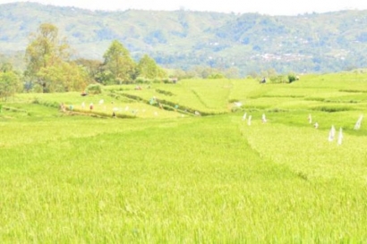 Ironi di Negeri Subur, Ketika Menjadi Petani Bukan Cita-cita
