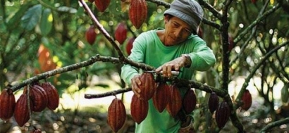 Produk Kakao Jadi Produk Unggulan di Berau