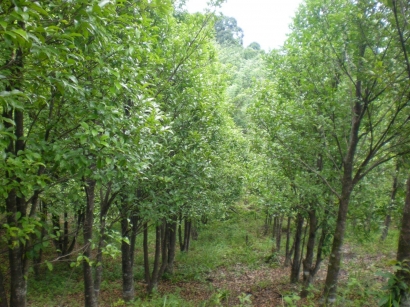 Pohon Gaharu