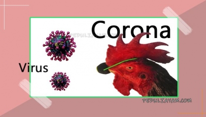 Cegah Virus Korona kepada Ayam Kesayangan