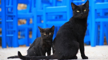Mitos Kucing Hitam, dari Inkarnasi Setan hingga Pembawa Sial