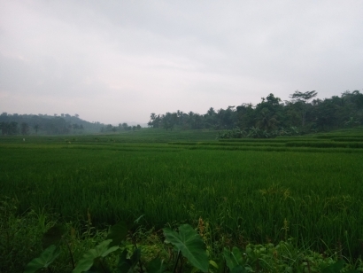 Petani Desa Sukanegara Keluhkan Subsidi Pupuk yang Tak Merata