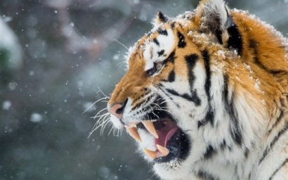 Empat Cara untuk Membersihkan Harimau dari Mulutmu