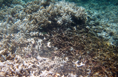 Coral Bleaching, Perusak Keindahan Terumbu Karang Gili Matra, NTB