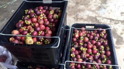 Krisis Corona, Pasar Domestik Jadi Penyelamat Eksportir Manggis di Tasik