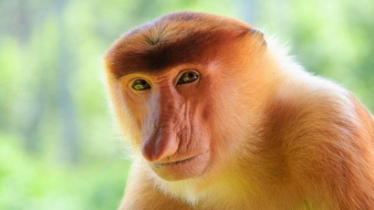 28 Maret Hari Bekantan, Semangat Pelestarian Si Monyet Belanda dari Kalimantan Selatan