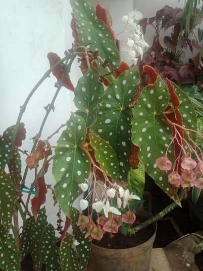 Begonia Si Cantik dari Tropis