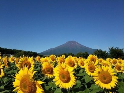 Bunga Matahari yang Cantik, Mendominasi Ladang Bunga di Beberapa Perfecture Jepang