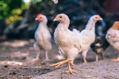 Melirik Peluang Usaha Ternak Ayam Kampung secara Intensif