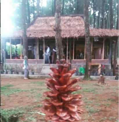 Sensasi Kopi di Hutan Pinus Batang Jawa Tengah