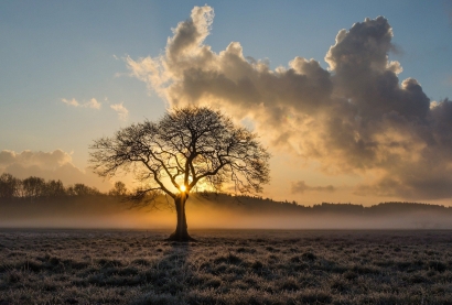 Puisi | Pohon Padada yang Tak Lagi Ingin Patah