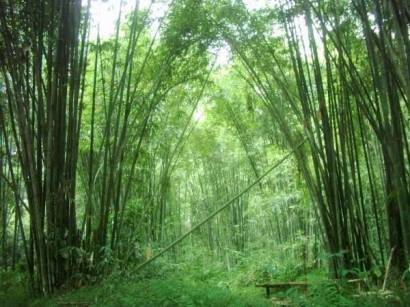 Puisi | Bambu Menjorok ke Sungai