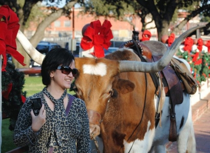 Si Sapi Bertanduk Panjang ala Texas "Longhorn Cattle", Salah Satu Icon Amerika