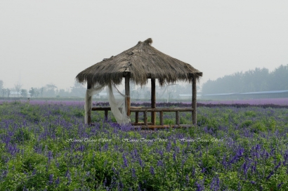 Romantisnya Taman Lavender di Pinggiran Beijing