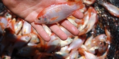 Ikan Nila Merah Unggulan dari IPB