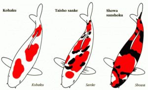 Mengenal Gosanke, 3 Jenis Ikan Koi Terpopuler