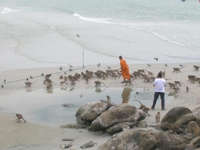 Di Pantai Khao Takiab Banyak Kera, Turis Dilarang Perlihatkan Aurat