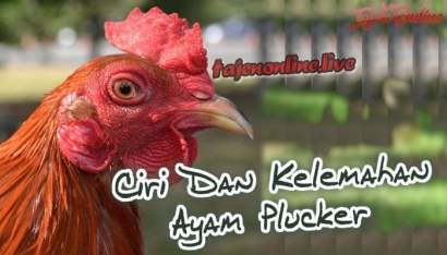 Mengetahui Ciri dan Kelemahan Ayam Plucker Aduan