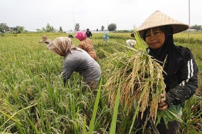 Pembangunan Pertanian Pedesaan Indonesia Terkendala Kelangkaan Data