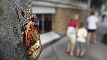 Suara "Ratapan Mirip Alien" di Virginia Barat dan Carolina Utara Itu Ternyata adalah Cicada