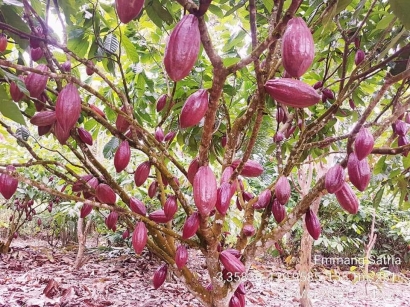 Saatnya Fokus pada Program Agrifinance dan Fermentasi Kakao