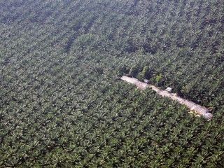 Sebaiknya Anda Tahu, Perkebunan Sawit Indonesia Bukan Monokultur Terluas di Dunia