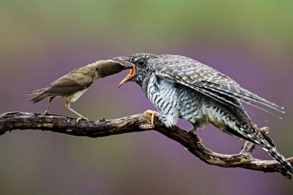 Strategi Unik Burung Cuckoo Mempertahankan Kelangsungan Jenisnya