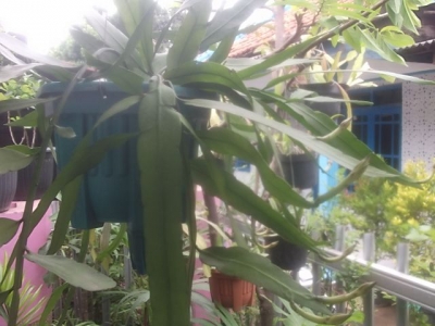 Kumpulan Artikel Terbaru manfaat wijaya kusuma Kumpulan Artikel Terbaru manfaat wijaya kusuma