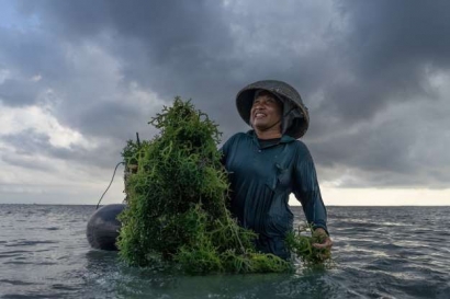 Virus Corona Tidak Menjadi Penghalang Bioprospeksi Rumput Laut di Kepulauan Riau