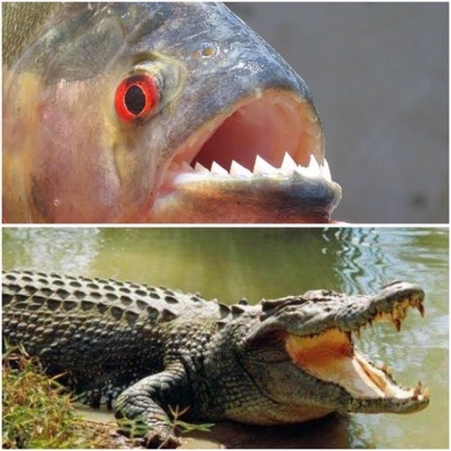 Ikan Piranha atau Buaya
