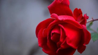 Mawar Merah Kekasihku