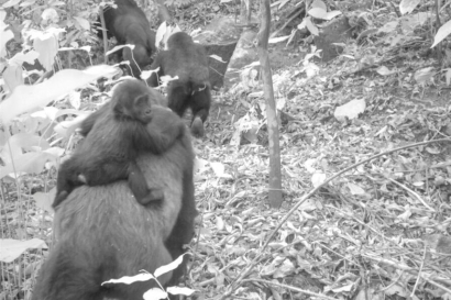 Penampakan  Gorila Langka "Cross River" yang Menggegerkan Dunia