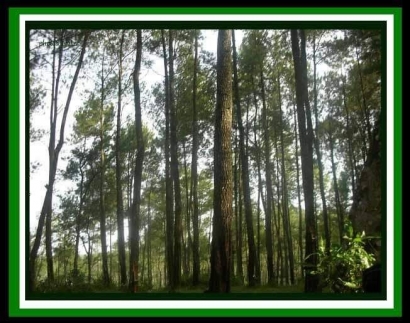 Manfaat Shinrin-yoku (Wisata Hutan) dan Tinggal Dikelilingi Pepohonan bagi Kesehatan
