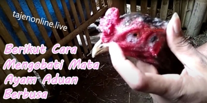 Cara Mengatasi Ayam Bangkok Mata Berbusa dan Berair
