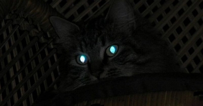 Rahasia Mata Kucing