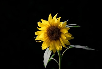 Pesan tentang Bunga Matahari