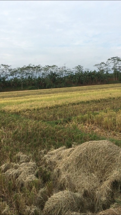 Aprilayoga, Mahasiswa KKN Undip Membuat Kompos Limbah Peternakan dan Pertanian dengan Warga Sekitar