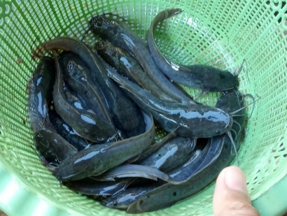 Solusi Budidaya, Cara Mengatasi Ikan Lele yang Kembung
