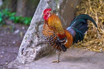 3 Langkah Membuat Ayam Bangkok Lebih Ganas dari Biasanya