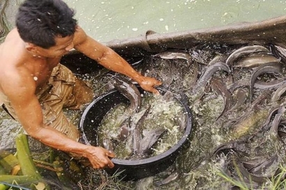 4 Penyebab Ikan Lele Mendadak Mati Massal