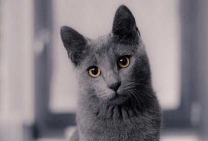 Nakal yang Sayang, Berikut Fakta Kucing yang Perlu Diketahui