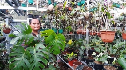 "Janda Bolong", Tanaman Hias yang Harganya Melampaui Seli Brompton dan Tarif Prostitusi Online