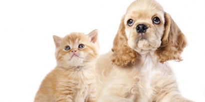 Kisah "Kucing-Anjing" dan Keteladanan Berbahasa Lisan dalam Keluarga