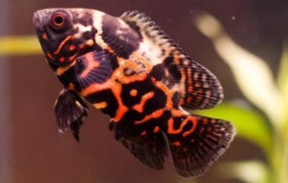 Ikan Oscar, Jenis Ikan Hias Cichlid yang Indah